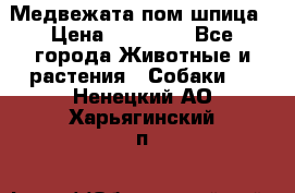 Медвежата пом шпица › Цена ­ 40 000 - Все города Животные и растения » Собаки   . Ненецкий АО,Харьягинский п.